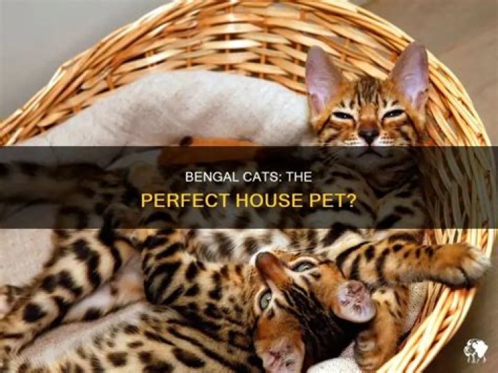 Are Bengal cats good house pets?