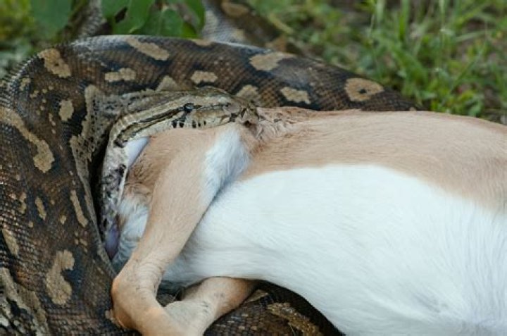 Are Burmese pythons good to eat?