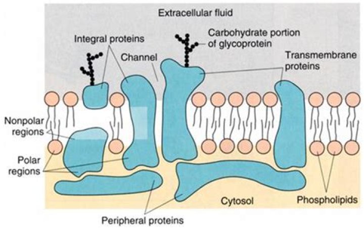 Are membrane proteins polar or nonpolar?
