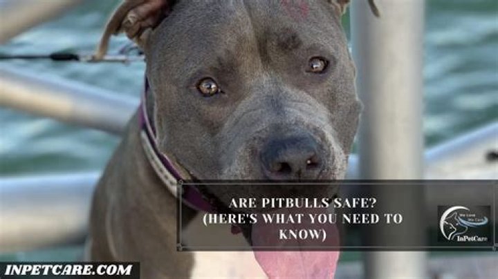 Are pitbulls protective?