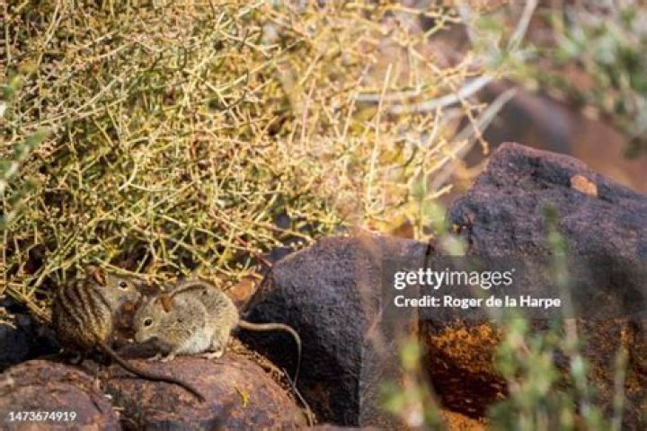 Are there rats in Africa?