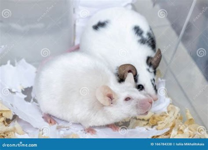 Are white mice albino?