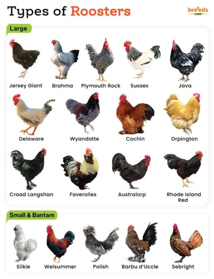 Can a small rooster breed a large hen?