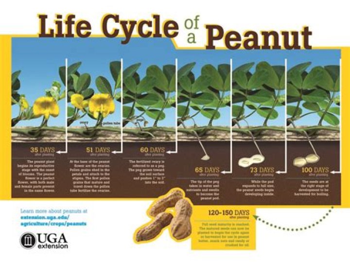 Can peanuts be ground into flour?