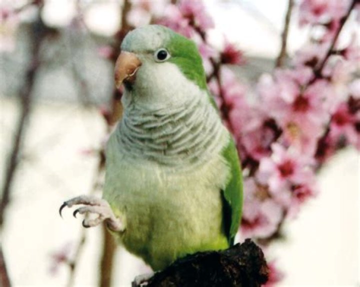 Can quaker parrots drink milk?