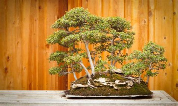 Can you grow a bonsai tree in Arizona?