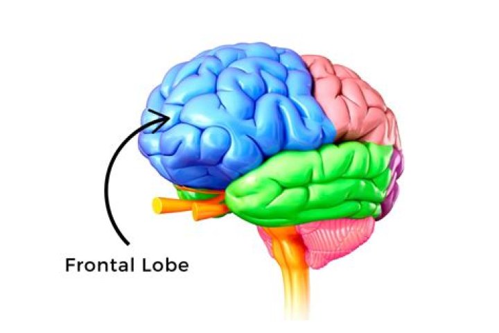 Can you live without temporal lobe?