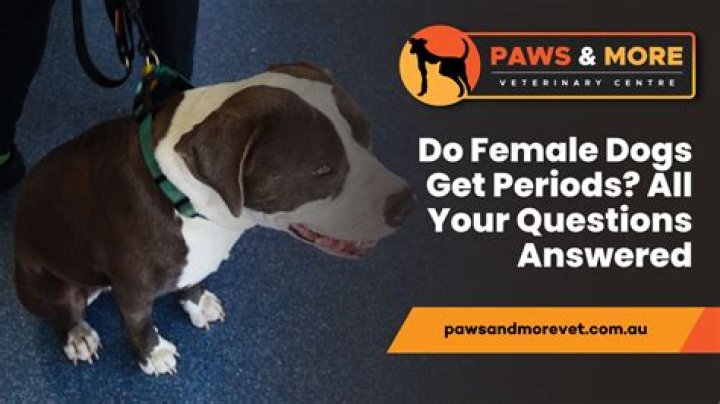 Can you stop a female dog period?