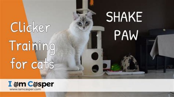 Can you teach a cat to shake?
