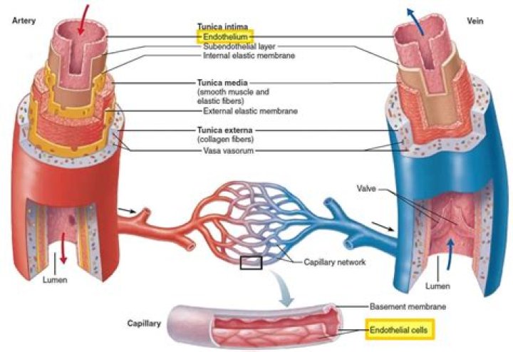 Do all blood vessels have endothelium?