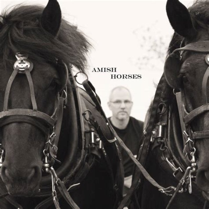 Do Amish shoe their horses?