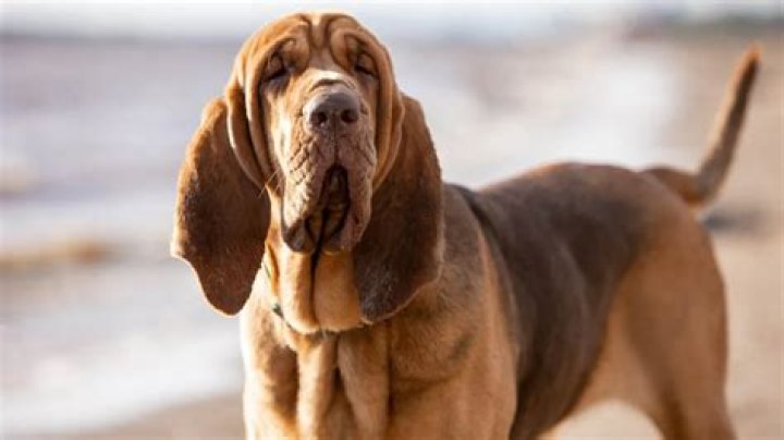 Do Bloodhounds have the best sense of smell?