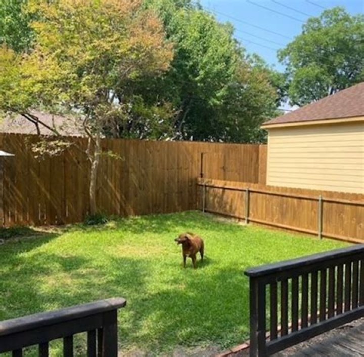 Do dogs need a fenced yard?