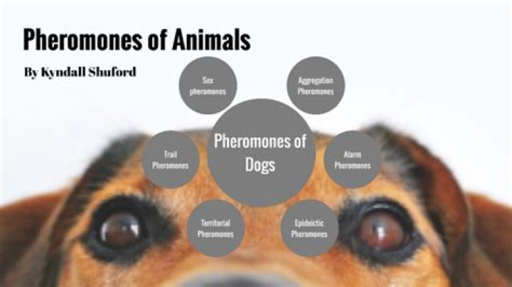 Do female dogs release pheromones?