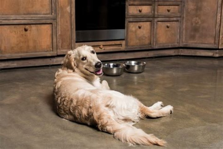 Do Golden Retriever have webbed feet?