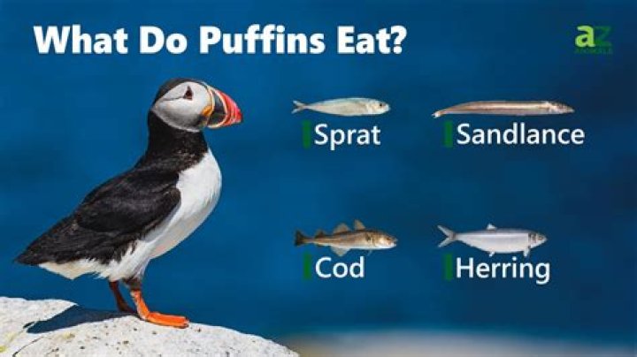 Do Icelanders eat puffins?