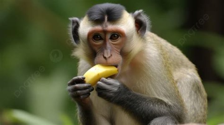 Do monkeys like being tickled?