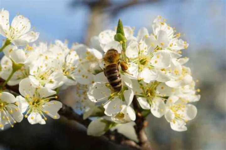 Do Satsuma plum trees need a pollinator?