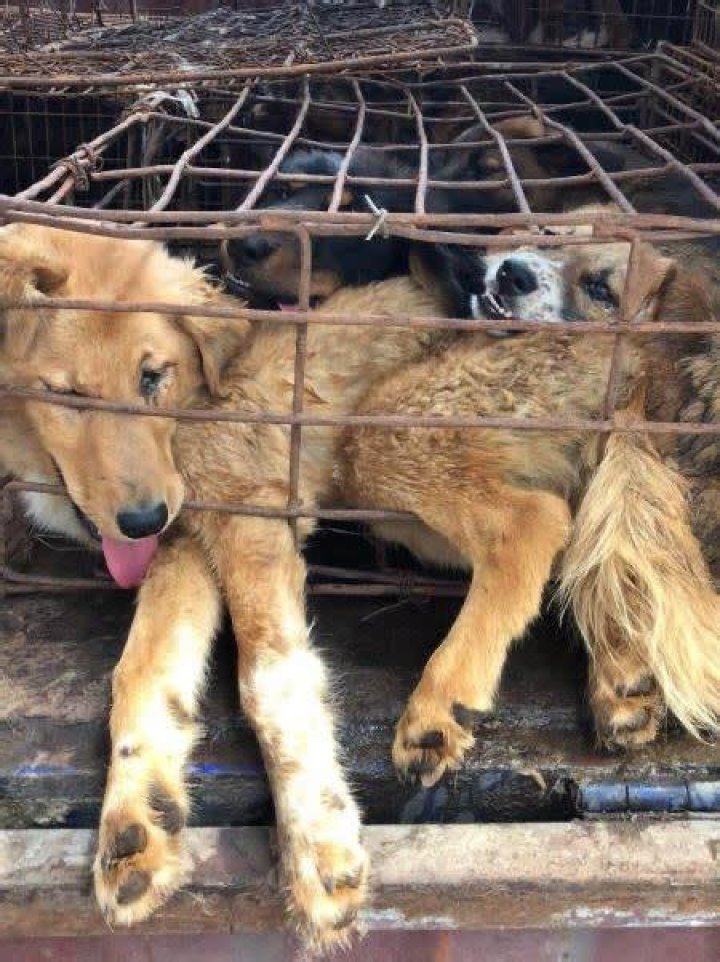 Do they kill dogs in the pound?