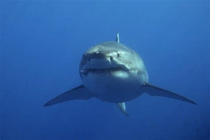 Does a great white shark have skin?