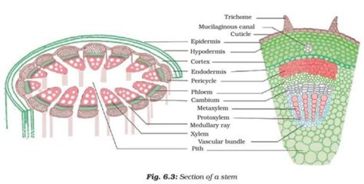 How are plant tissue formed?