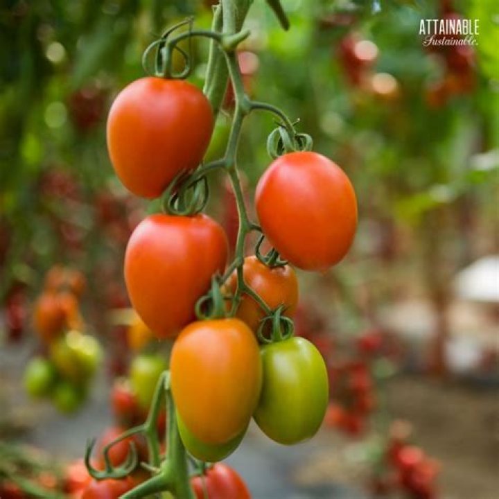 How are Roma tomatoes grown?