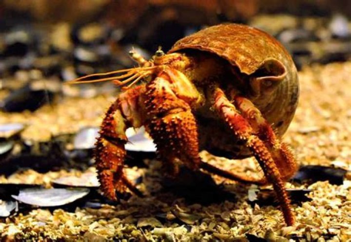 How big will my hermit crab get?