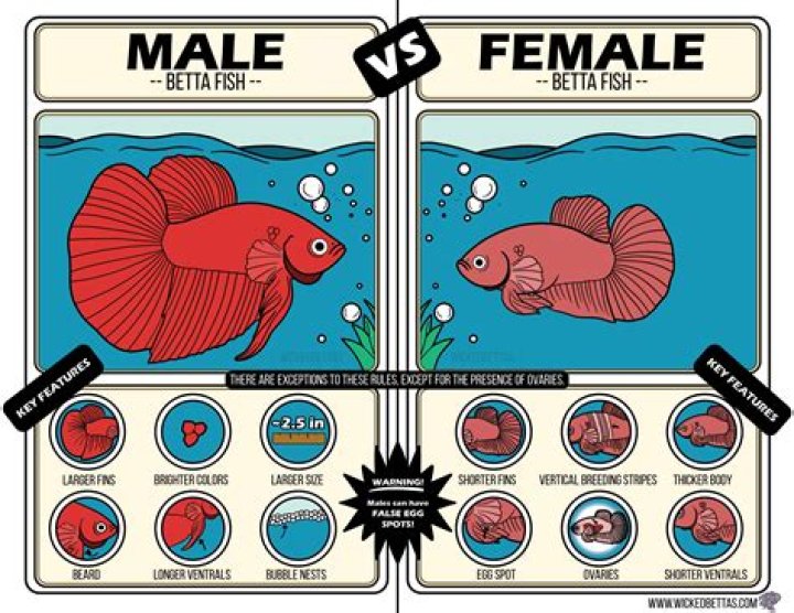 How can you tell a fish bed?