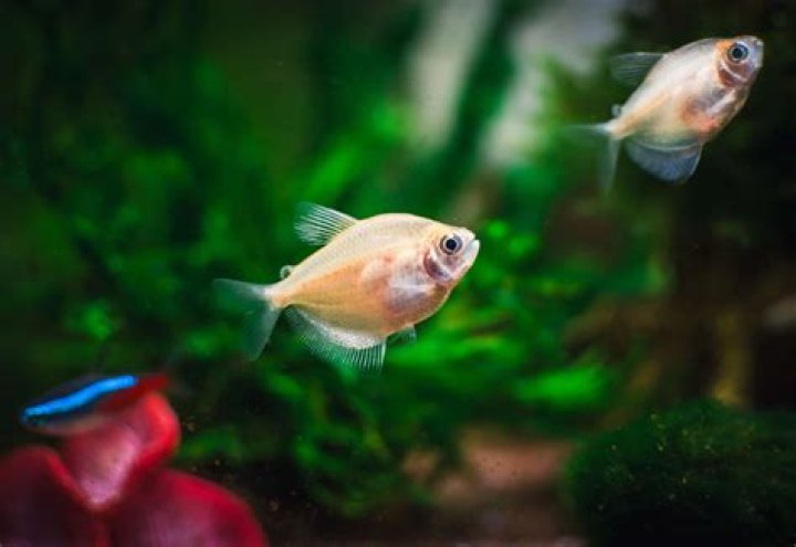 How can you tell if a white skirt tetra is male or female?