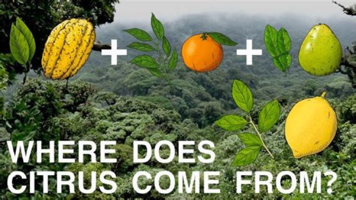 How did Citrus Heights get its name?