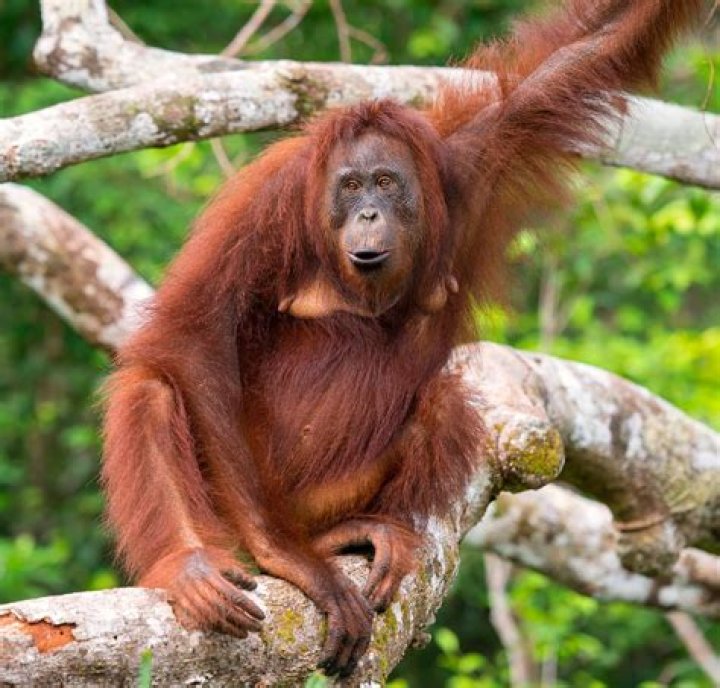 How did the orangutan become endangered?