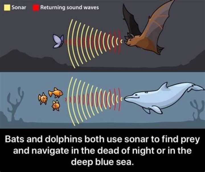 How do bats and dolphins use sonar to navigate?