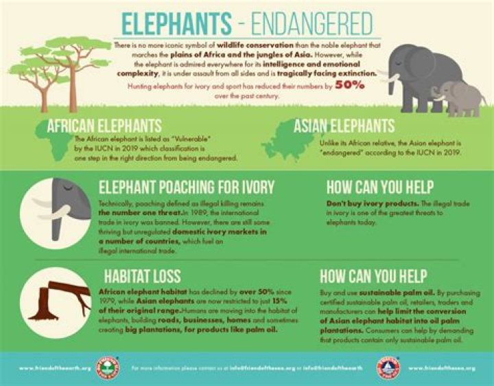 How do elephants help us?