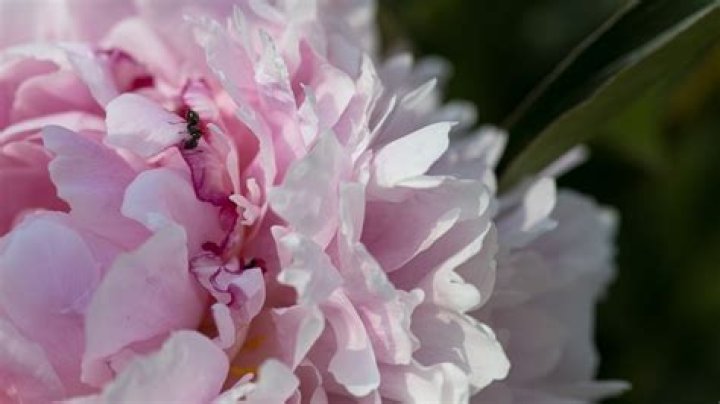 How do you get bugs off peonies?