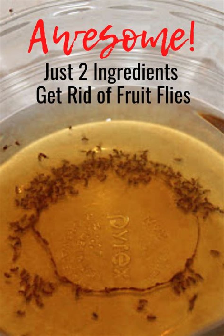 How do you get rid of melon flies?