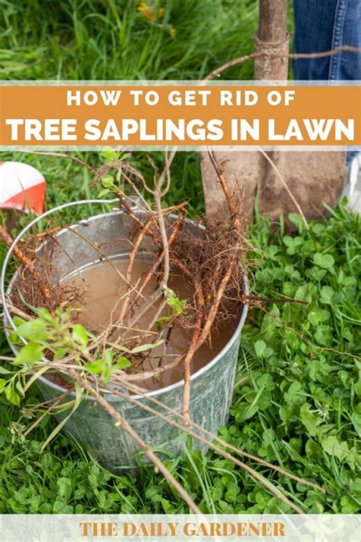 How do you kill ash tree saplings?