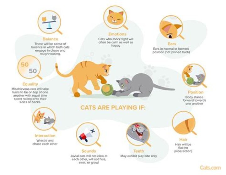 How do you know if your cat is playing or fighting with you?