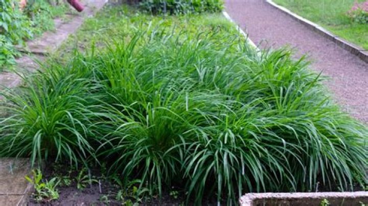 How do you maintain Carex grass?