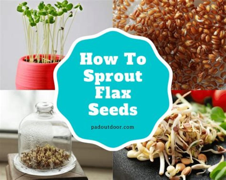 How do you sprout flax seeds?