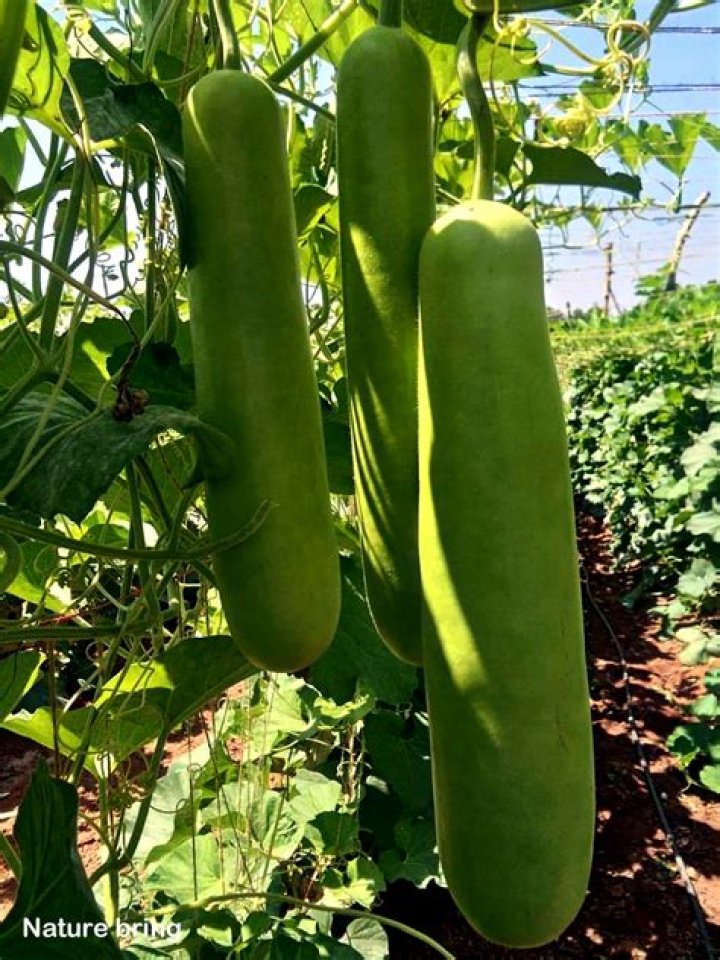 How does Lauki bottle gourd grow?