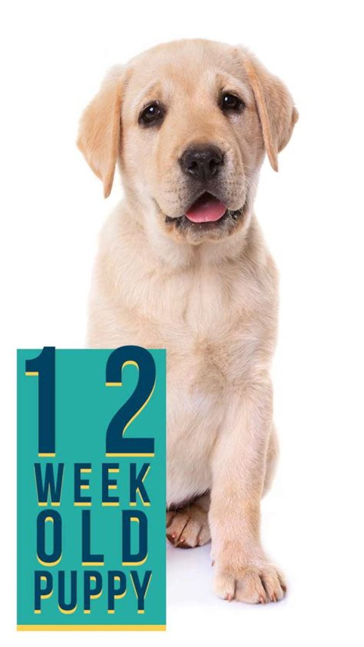 How long can a 12 week old puppy hold it?