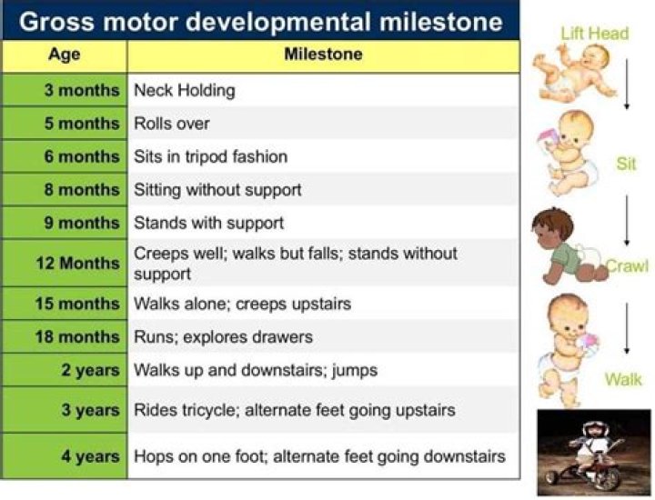 How long can a baby go between walking and cruising?