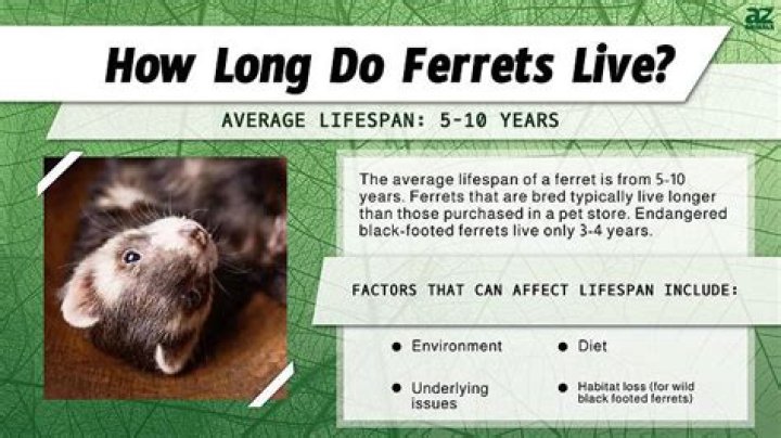 How Long Can ferrets be left alone?