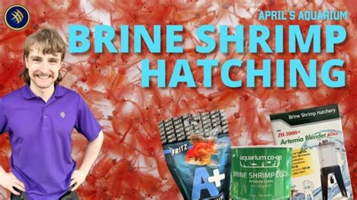 How long do brine shrimp live in hatchery?