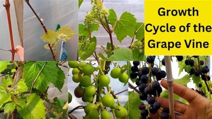 How long do grapes stay on the vine?