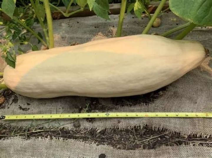 How Long Does banana squash last?