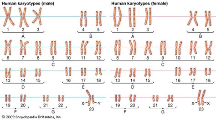 How many groups of chromosomes are found in human karyotype?