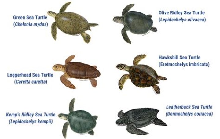 How many species of turtles are there in the United States?