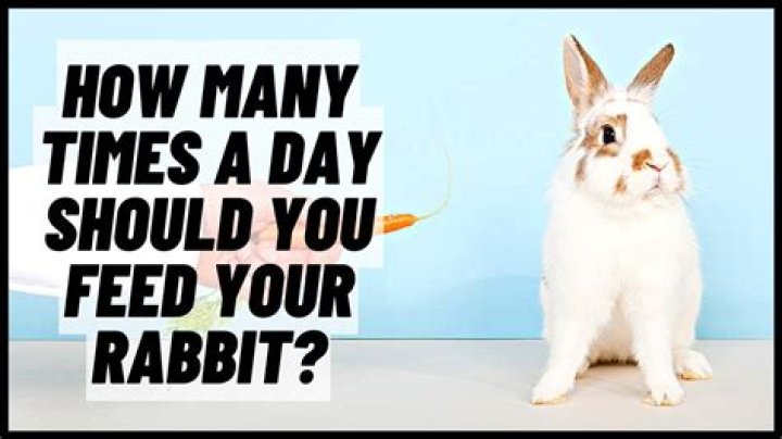 How many times a day should I feed my bird?