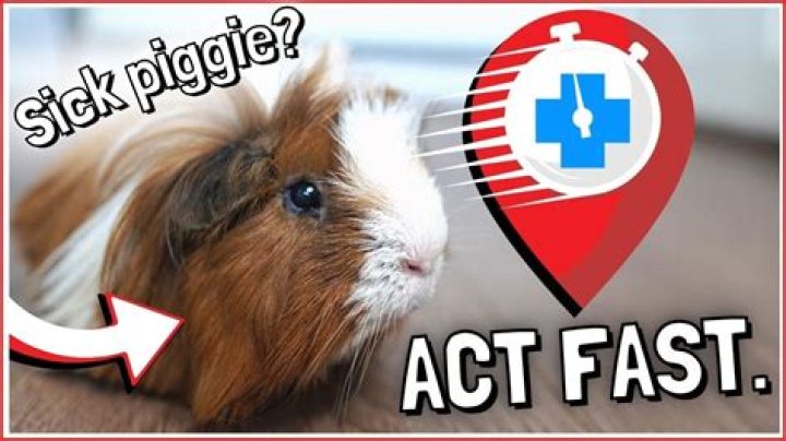 How often should I force feed my sick guinea pig?